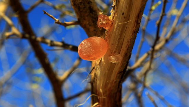 Not So Fizzy: How Sudan conflict can affect the supply of soft drinks, candy Not So Fizzy: How Sudan conflict can affect the supply of soft drinks, candy