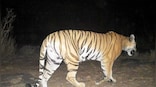 Wildlife officials spot tiger in Haryana's Kalesar after 110 years; check images