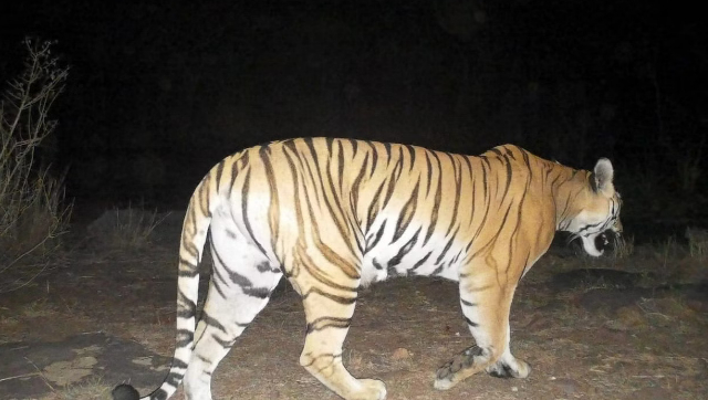 Wildlife officials spot tiger in Haryana's Kalesar after 110 years; check images Wildlife officials spot tiger in Haryana's Kalesar after 110 years; check images