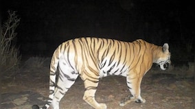 Wildlife officials spot tiger in Haryana's Kalesar after 110 years; check images
