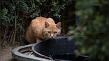 Explained: The outcry over New Zealand's competition to hunt feral cats