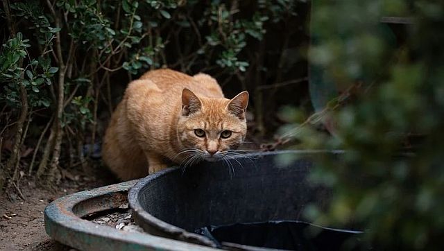 Explained: The outcry over New Zealand's competition to hunt feral cats Explained: The outcry over New Zealand's competition to hunt feral cats