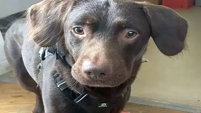 UK dog undergoes rehab for alcohol addiction: Can animals turn alcoholics? UK dog undergoes rehab for alcohol addiction: Can animals turn alcoholics?