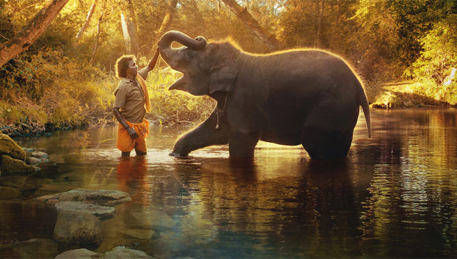 Explained: How a baby elephant under the care of The Elephant Whisperers' couple Bomman and Bellie passed away Explained: How a baby elephant under the care of The Elephant Whisperers' couple Bomman and Bellie passed away