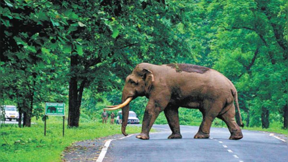 'Super moms': Elephant herd forms timely circle to protect calf from lion, video goes viral