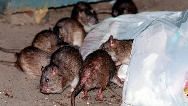 Pest Control: New York City gets its first rat czar for $155,000 a year. What's her plan of action? Pest Control: New York City gets its first rat czar for $155,000 a year. What's her plan of action?
