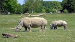 The world's largest rhinoceros farm is up for sale. Are you willing to buy it?