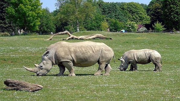 The world's largest rhinoceros farm is up for sale. Are you willing to buy it?