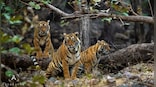 India’s tiger population is rising and so is that of humans: How will we accommodate the big cats?