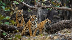 India’s tiger population is rising and so is that of humans: How will we accommodate the big cats?