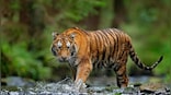 PM Modi releases latest tiger census figures, number grows to 3,167 in 2022