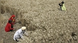 Plant Pandemic is Real: How a disease is threatening wheat, the world’s most important food crop