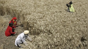Plant Pandemic is Real: How a disease is threatening wheat, the world’s most important food crop