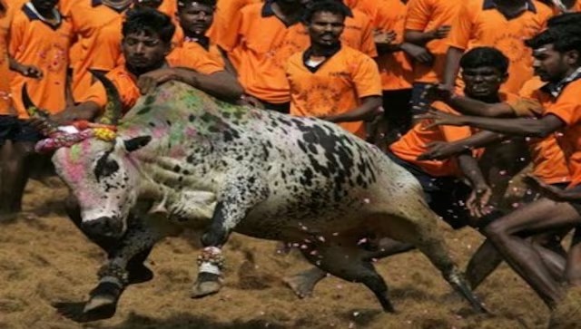 Explained: Why is Jallikattu so controversial? Which other countries have faced flak for bull festivals? Explained: Why is Jallikattu so controversial? Which other countries have faced flak for bull festivals?