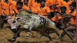 Explained: Why is Jallikattu so controversial? Which other countries have faced flak for bull festivals?