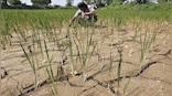 IMD predicts El Nino for this year: How will it affect monsoon rains in India?
