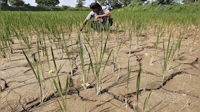 IMD predicts El Nino for this year: How will it affect monsoon rains in India?