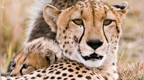 Five cheetahs to be released into free-ranging conditions in MP's Kuno National Park before monsoon