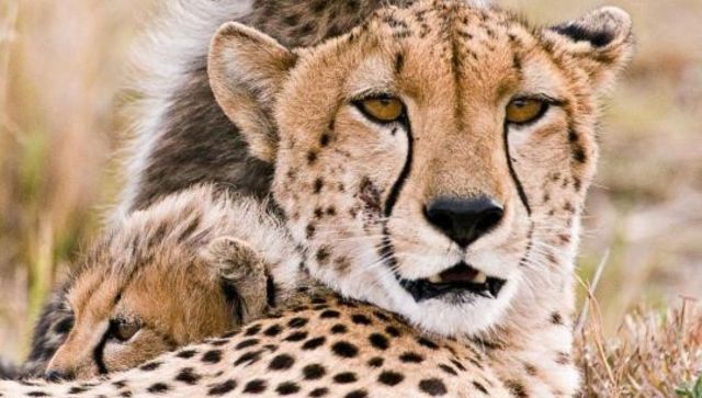 Five cheetahs to be released into free-ranging conditions in MP's Kuno National Park before monsoon Five cheetahs to be released into free-ranging conditions in MP's Kuno National Park before monsoon
