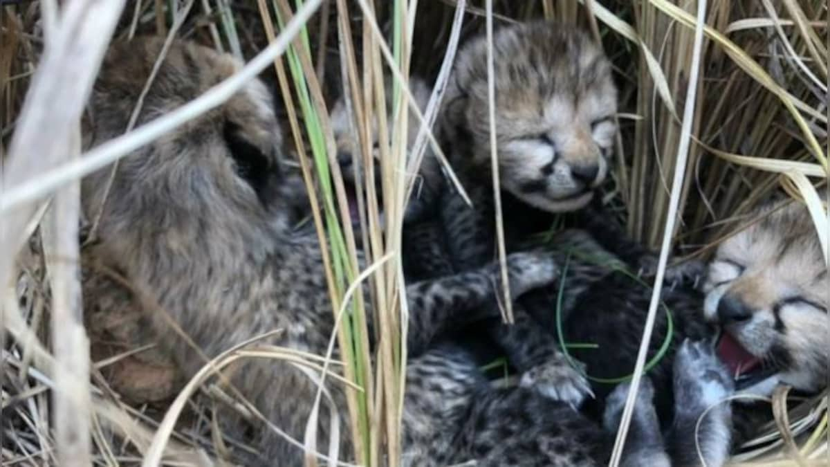 Two more cubs of Cheetah Jwala die inside Kuno National Park from severe heat