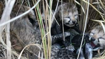 Two more cubs of Cheetah Jwala die inside Kuno National Park from severe heat