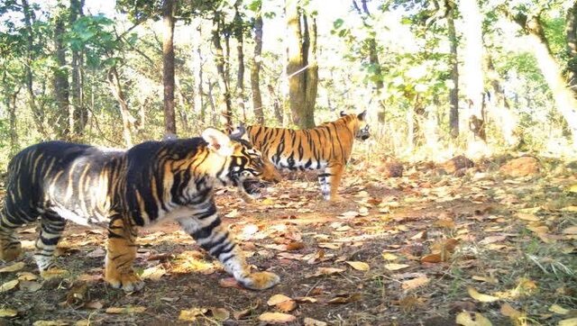 Rare melanistic tiger found dead in Similipal Tiger Reserve Rare melanistic tiger found dead in Similipal Tiger Reserve