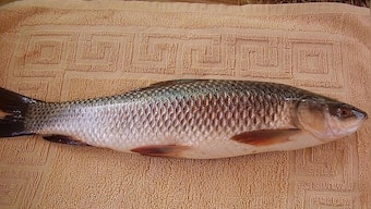 Here's how eating raw fish gallbladder can lead to acute kidney failure