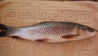 Here's how eating raw fish gallbladder can lead to acute kidney failure