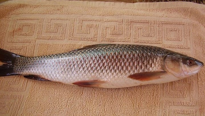 Here's how eating raw fish gallbladder can lead to acute kidney failure