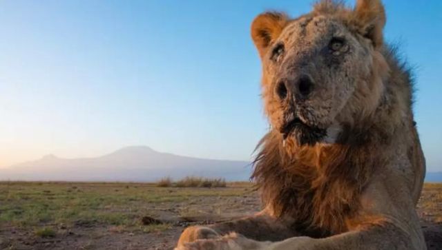World Lion Day 2023: History, significance and the animal's population In India World Lion Day 2023: History, significance and the animal's population In India