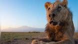 World Lion Day 2023: History, significance and the animal's population In India