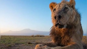 World Lion Day 2023: History, significance and the animal's population In India