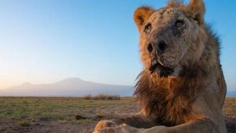 Kenya Shocker: Why one of the ‘world’s oldest lions’ was among 10 killed in a week