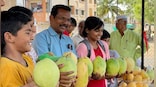 Mangoes weighing 2.5 kg named after NCP chief Sharad Pawar grab eyeballs in Solapur