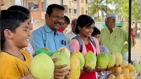 Mangoes weighing 2.5 kg named after NCP chief Sharad Pawar grab eyeballs in Solapur
