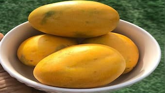 Indians buy mangoes worth Rs 25 crore in April on Zepto; Alphonso beats competition
