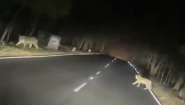 WATCH: Video of tiger and cubs crossing road goes viral; IFS officer urges people to drive with caution WATCH: Video of tiger and cubs crossing road goes viral; IFS officer urges people to drive with caution