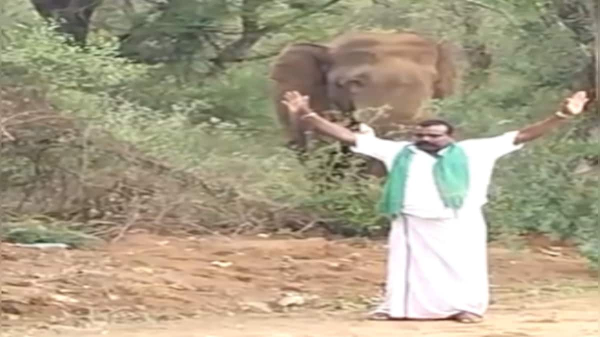 Viral: Man teases elephant with folded hands; his 'antics' anger internet