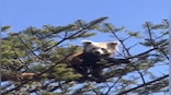 Endangered Red Panda spotted in Tawang, Kiren Rijiju calls it adorable