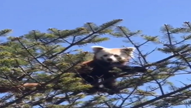 Endangered Red Panda spotted in Tawang, Kiren Rijiju calls it adorable Endangered Red Panda spotted in Tawang, Kiren Rijiju calls it adorable