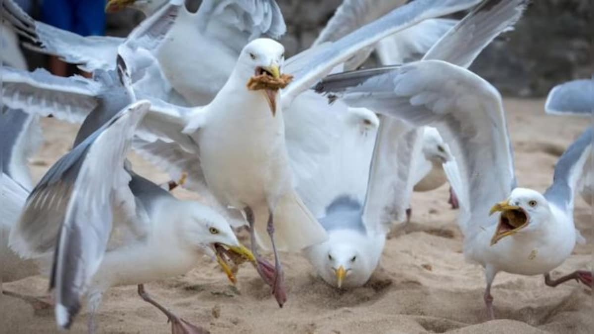 Seagulls steal drugs from people in Britain and get high, then dive-bomb alarmed pedestrians