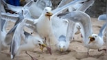 Seagulls steal drugs from people in Britain and get high, then dive-bomb alarmed pedestrians