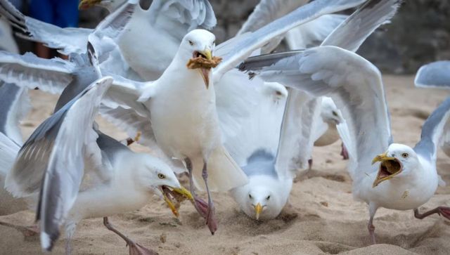 Seagulls steal drugs from people in Britain and get high, then dive-bomb alarmed pedestrians Seagulls steal drugs from people in Britain and get high, then dive-bomb alarmed pedestrians