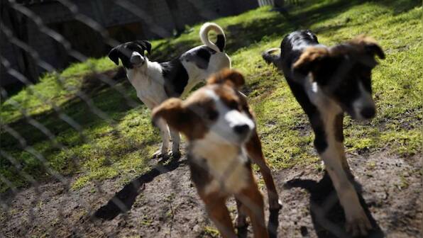 Now, Russians want to send stray dogs to Ukraine warfront