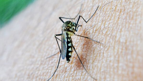 Are you a mosquito magnet? Why your soap may be to blame