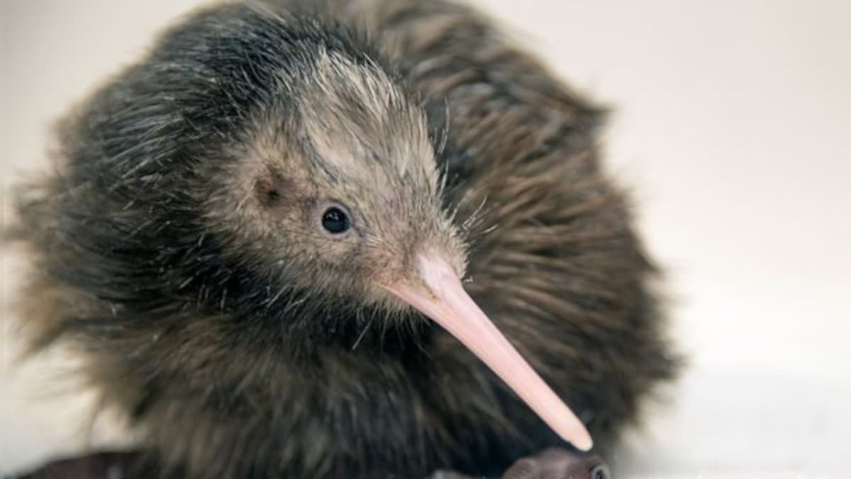 A ‘sorry’ encounter: Why US zoo apologised to New Zealanders over kiwi petting video