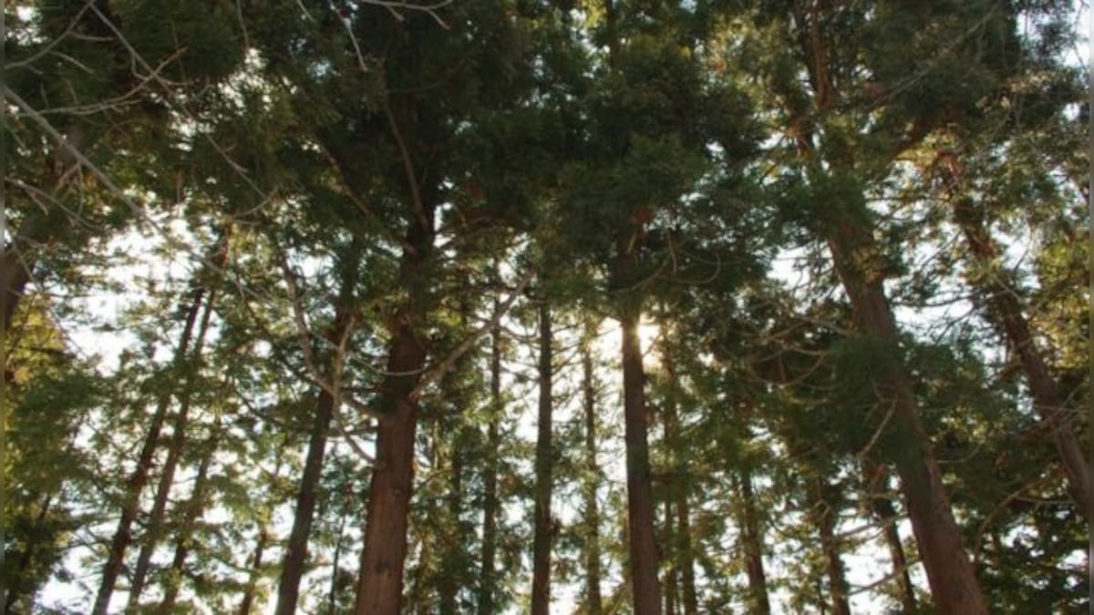 Explained: Why is Japan axing thousands of trees when the world needs more green cover?