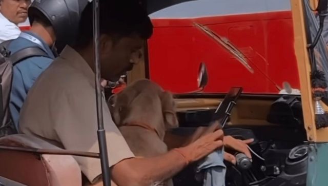 Paw-dorable video of dog sitting on auto driver's lap goes viral Paw-dorable video of dog sitting on auto driver's lap goes viral