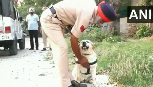 Viral video: Punjab Police Labrador dog Simmy beats cancer and resumes duty Viral video: Punjab Police Labrador dog Simmy beats cancer and resumes duty