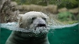 Explained: How climate change is threatening the future of wildlife